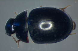 Image of Coelostoma (Coelostoma) orbiculare (Fabricius 1775)