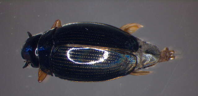 Image of <i>Gyrinus substriatus</i>