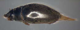 Image of <i>Orectochilus villosus</i>