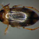 Image of Diving beetle