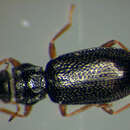 Imagem de Hydraena (Hydraena) rufipes Curtis 1830