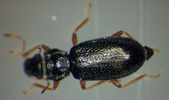 صورة Hydraena (Hydraena) rufipes Curtis 1830