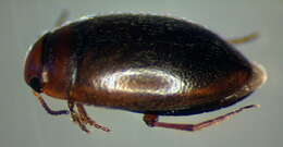 صورة Hydroporus obscurus Sturm 1835