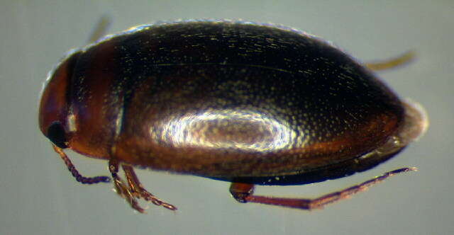 صورة Hydroporus obscurus Sturm 1835