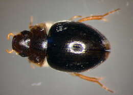 Laccobius (Dimorpholaccobius) bipunctatus (Fabricius 1775) resmi