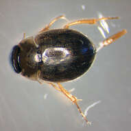 Laccobius (Laccobius) minutus (Linnaeus 1758) resmi