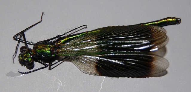 Image of Banded Agrion