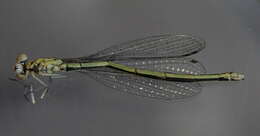 Imagem de Coenagrion puella (Linnaeus 1758)