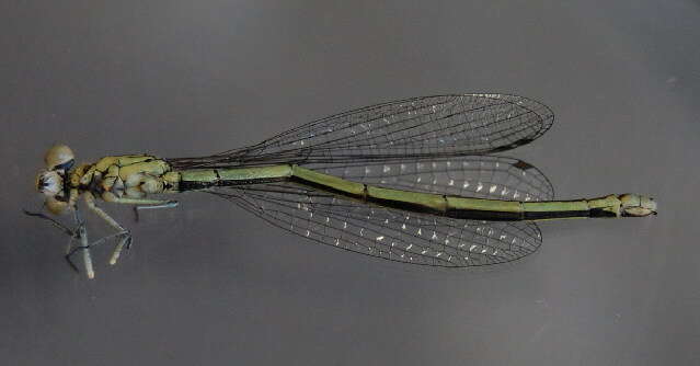 Image of Azure Bluet