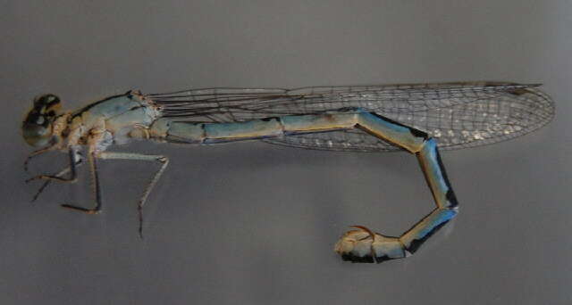 Image of Common Blue Damselfly