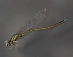 Image of Scarce Blue-tailed Damselfly