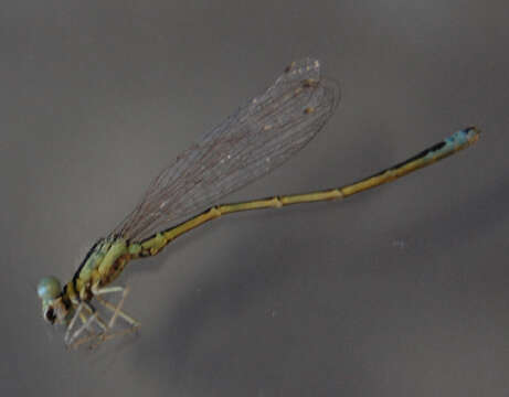 Image of Scarce Blue-tailed Damselfly