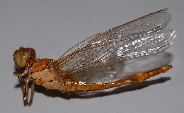 Image of Common Darter