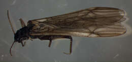 Image of Protonemura praecox (Morton 1894)