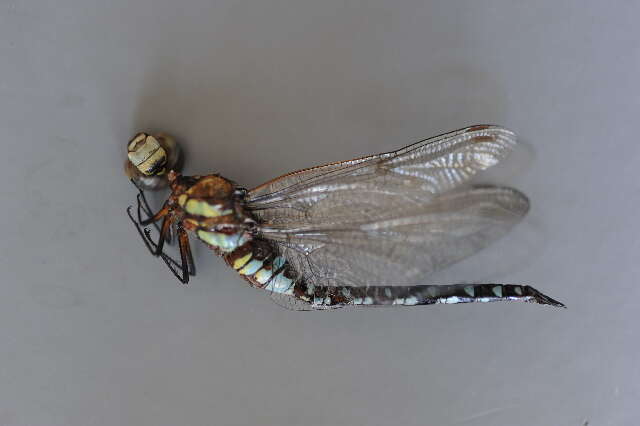 Image of Migrant Hawker