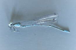 Imagem de Coenagrion puella (Linnaeus 1758)