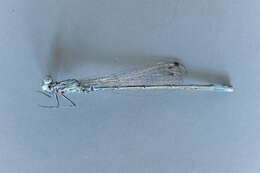 Image of Variable Bluet