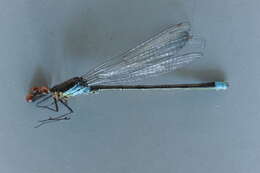Image of red-eyed damselfly