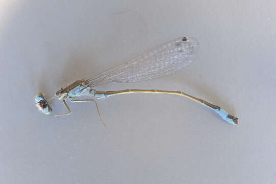 Image de Agrion Élégant