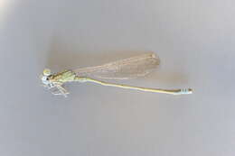 Image of Scarce Blue-tailed Damselfly