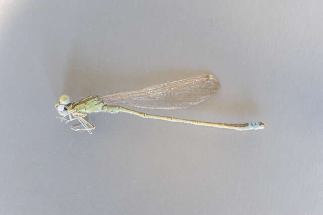 Image of Scarce Blue-tailed Damselfly