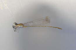 Imagem de Lestes viridis