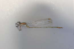 Imagem de Lestes viridis