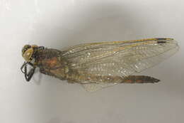 Image of Black-tailed Skimmer