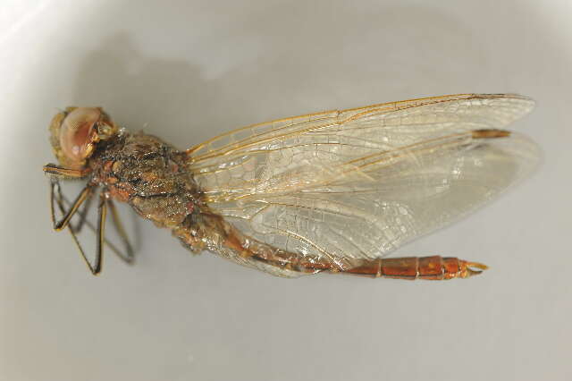 Image of Moustached Darter