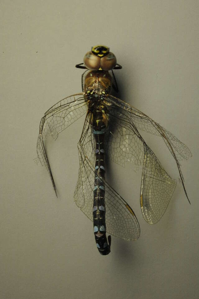 Image of Migrant Hawker