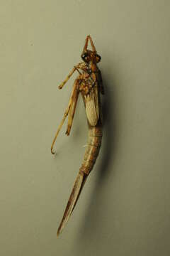 Image of Banded Agrion