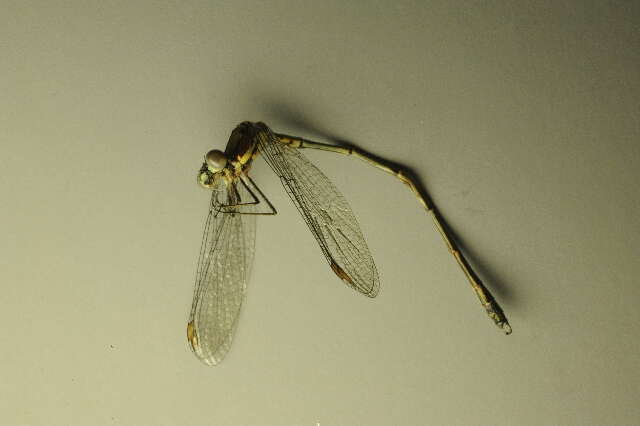 Imagem de Lestes viridis