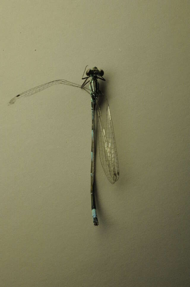 Image of Variable Bluet