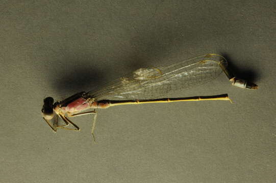 Image de Agrion Élégant