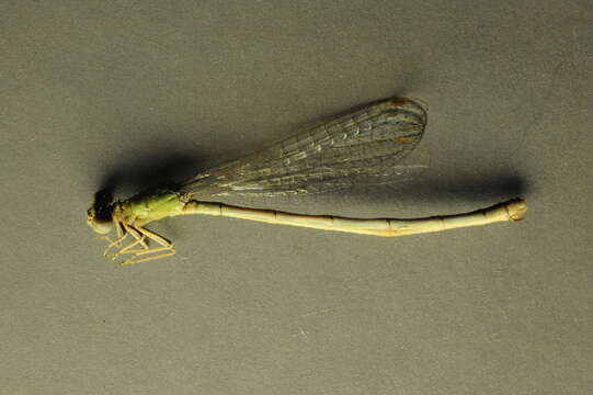 Image of Scarce Blue-tailed Damselfly