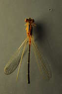 Image of Scarce Blue-tailed Damselfly