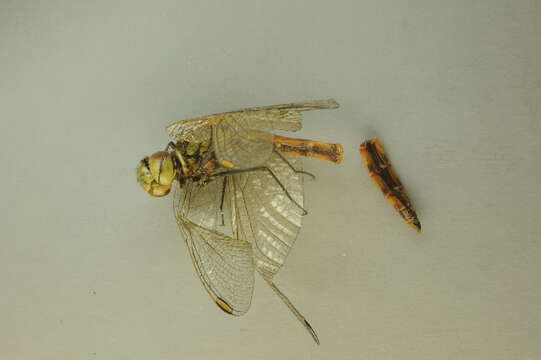 Image of spotted darter