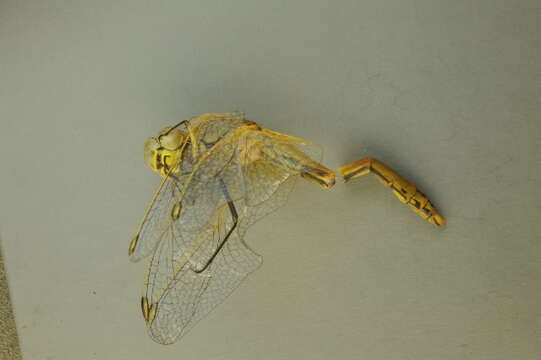 Image of Red-veined Darter