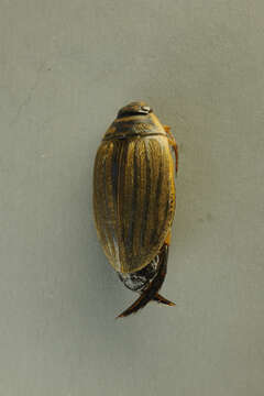 Image of Grooved Diving Beetle