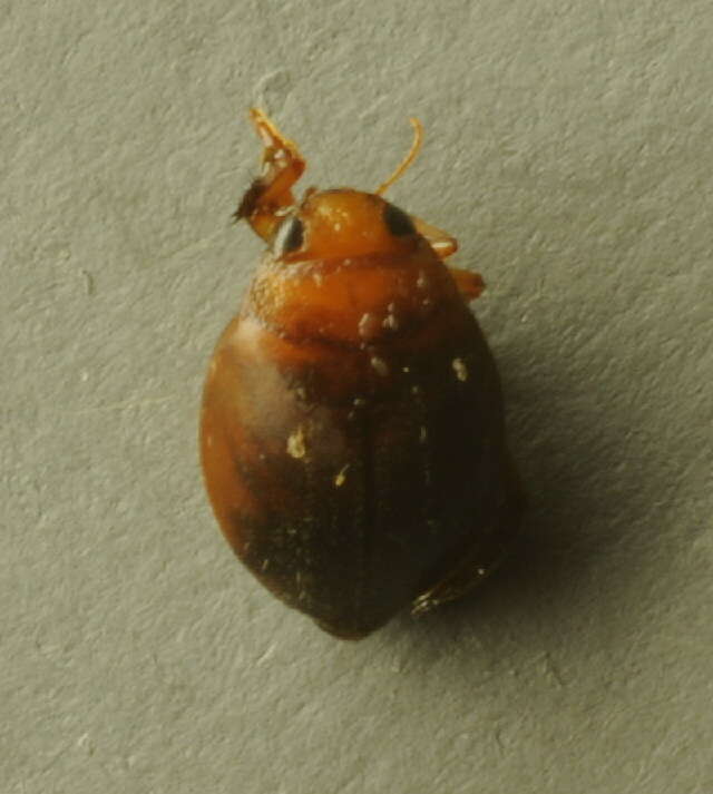 Image de Hyphydrus ovatus (Linnaeus 1761)