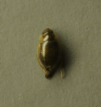 Image de Laccobius (Dimorpholaccobius) striatulus (Fabricius 1801)