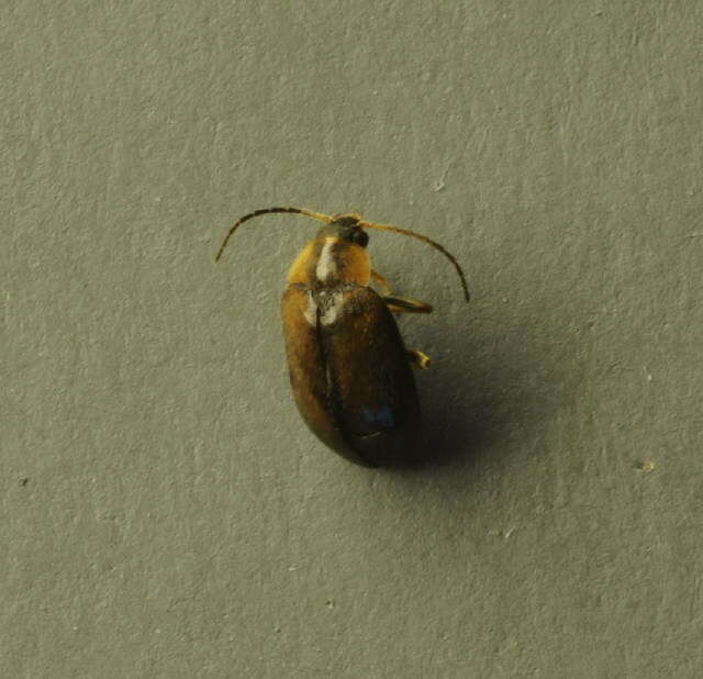 Image of <i>Elodes marginata</i>