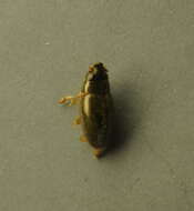 Image of <i>Orectochilus villosus</i>