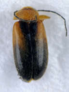 Image of <i>Elodes minuta</i>