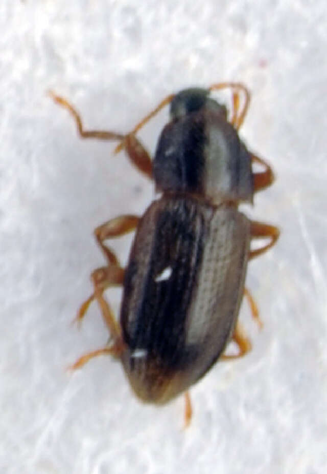 Image of Esolus parallelepipedus (Müller 1806)