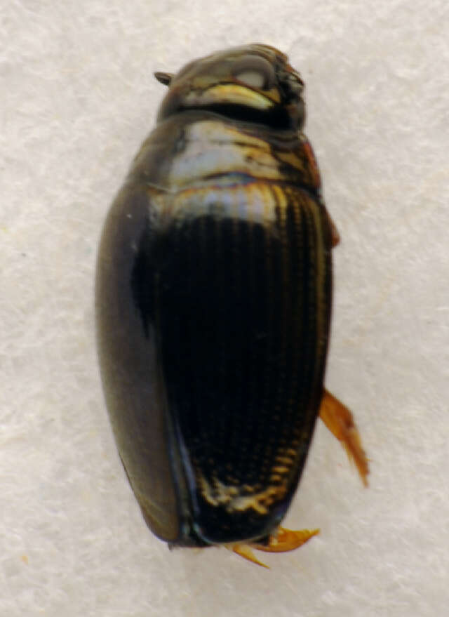 Image of <i>Gyrinus substriatus</i>