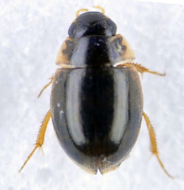 Laccobius (Dimorpholaccobius) bipunctatus (Fabricius 1775) resmi