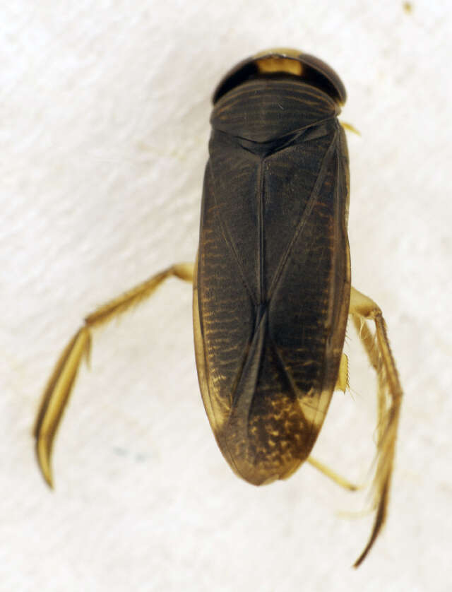 Image de Hesperocorixa sahlbergi (Fieber 1848)