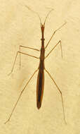 Image of Hydrometroidea Billberg 1820