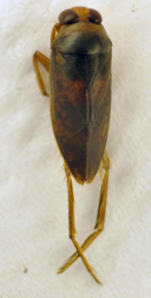 Image of Notonecta maculata Fabricius 1794